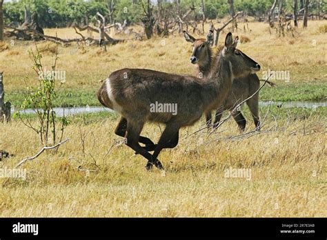 Common Waterbuck Kobus Ellipsiprymnus Female Running Along Khwai