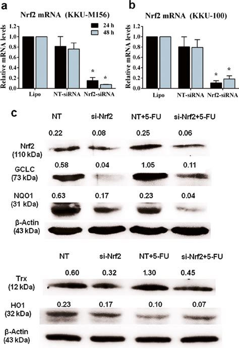 Knockdown Of Nrf By Sirna And Effect Of Fu On Protein Expression Of