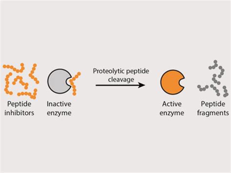 New Approach to Control the Activation of Enzymes - ChemistryViews