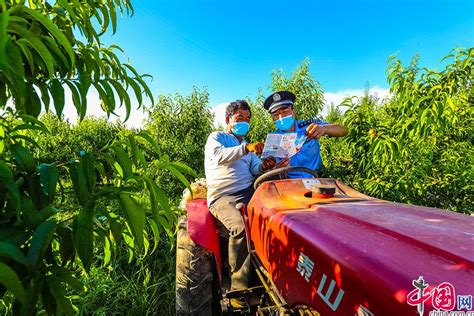 新疆伊犁：铲除野生大麻 开展禁毒宣传 图片中国中国网