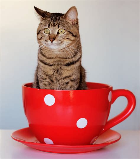 Фото Котик в чашке