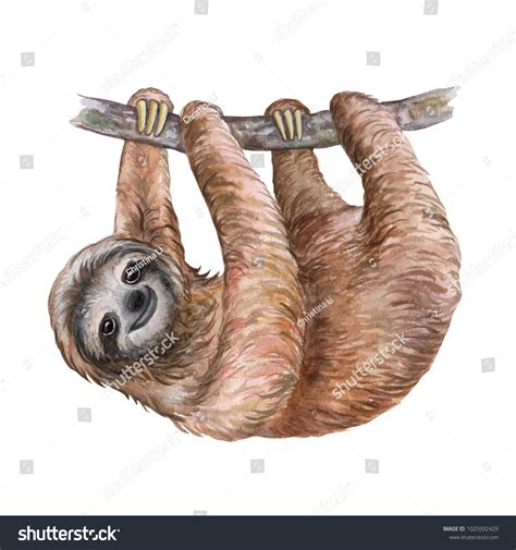 9,712 Cute Sloth Drawing Images, Stock Photos & Vectors | Shutterstock