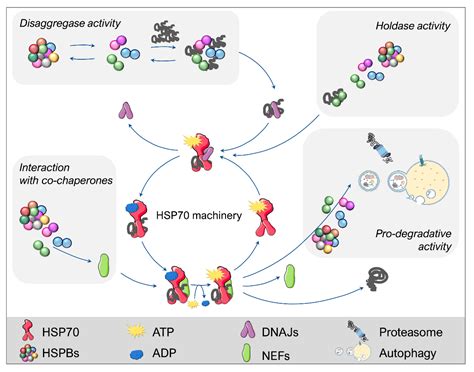 Ijms Free Full Text The Role Of Small Heat Shock Proteins In Protein Misfolding Associated