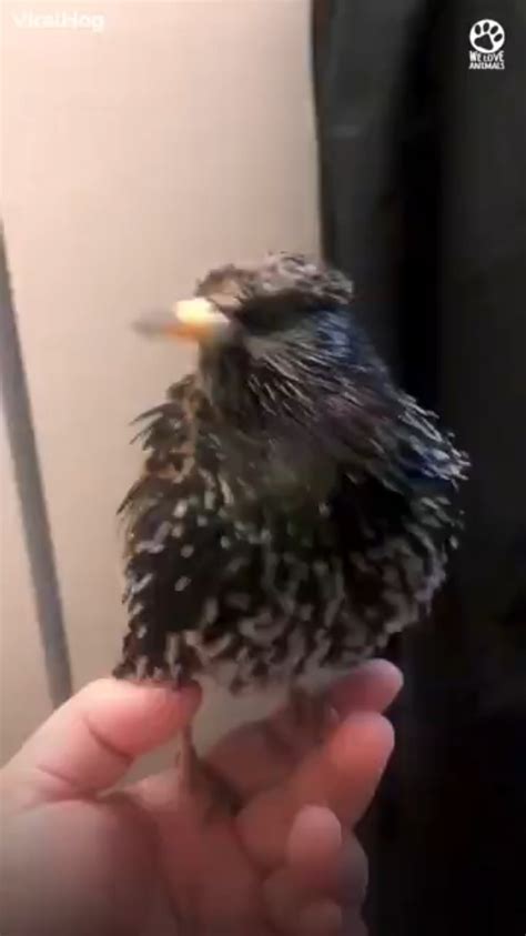 Impressive voice mimicking by a bird : r/interestingasfuck