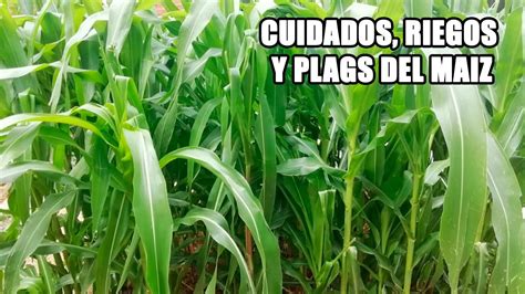 Cuidados Riegos Y Plagas Del Ma Z La Huerta De Camilo Youtube