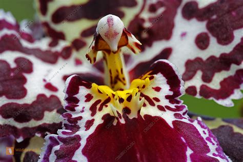 Zimmer Orchidee Odontoglossum Bild Bestellen Naturbilder Bei Wildlife