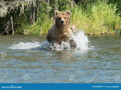 Alaskan Brown Bear Running In Water Stock Image Image Of River