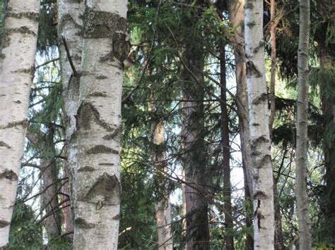Береза каменная - фото и картинки: 64 штук