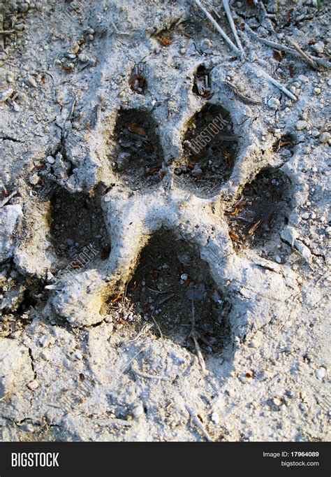 Footprint Wolf Image & Photo | Bigstock