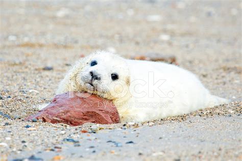 Baby Grey Seal (halichoerus Grypus) Relaxing on The Beach Stock Photos ...