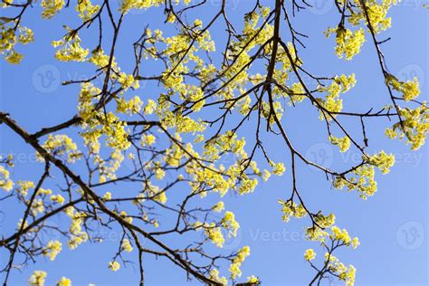 flowering maple tree 9491773 Stock Photo at Vecteezy