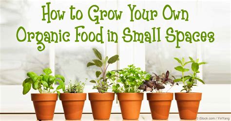 How To Grow Your Own Organic Food In Small Spaces