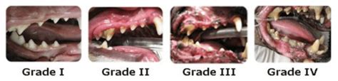 Periodontal Disease Stages In Dogs