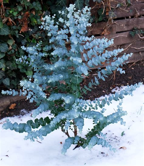 Winterharter Eukalyptus Azura Immergr Ne Str Ucher Bei Baldur Garten