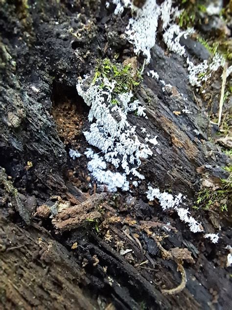 Honeycomb Coral Slime Mold From Dune Acres IN USA On July 14 2023 At