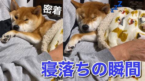 【柴犬】お父さんにトントンされると一瞬で眠りに落ちる犬が可愛い Youtube