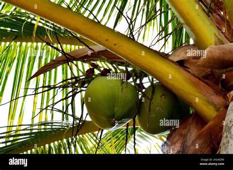 Coconut Palm Tree Or Cocos Nucifera Plant On Koh Chang Island Beach In