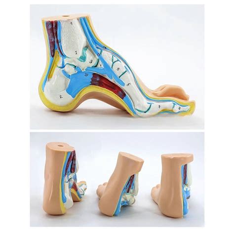Normal/Flat/High Arched Foot Anatomy Model, Anatomical Human Foot Ankle