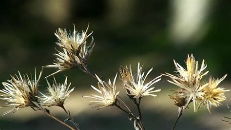 Distel Imagens Procure 18 368 fotos vetores e vídeos Adobe Stock