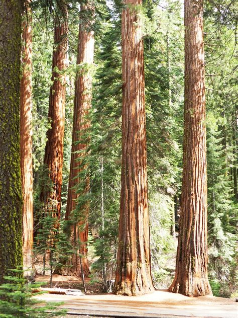 Redwood Trees National - Free photo on Pixabay - Pixabay