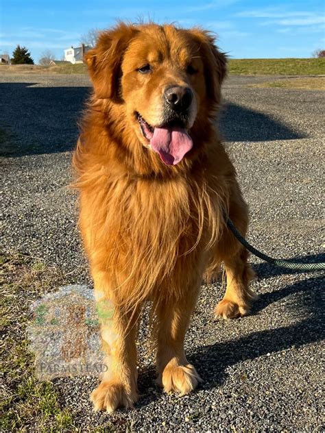 Leonberger Retriever Mix