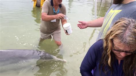 Dolphin Feeding Tin Can Bay Queensland Youtube