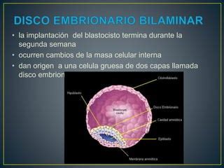 Arriba Imagen Primera Y Segunda Semana De Gestacion Embriologia