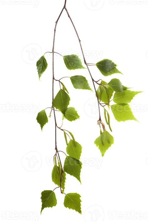 birch leaves on a white background 9445627 Stock Photo at Vecteezy