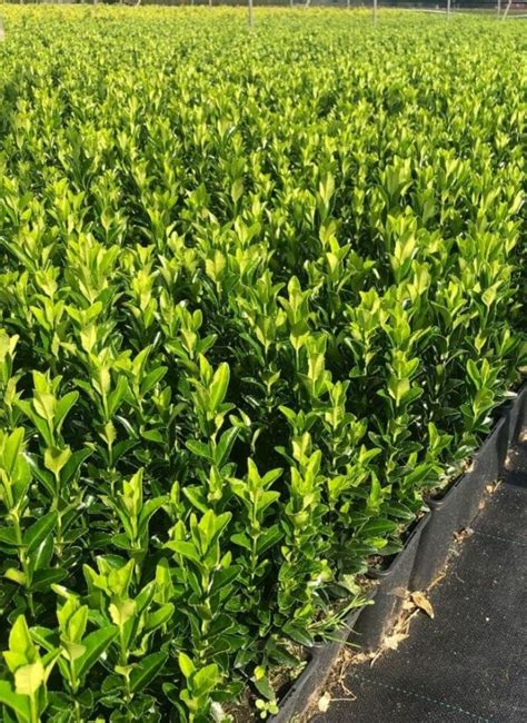 Euonymus Japonicus Green Spire Kopen Nieuwe Buxusvervanger