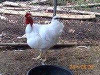 Naked Neck Turken BackYard Chickens Learn How To Raise Chickens