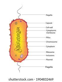 Biological Anatomy Monotrichous Bacteria Flagella Pili Stock Vector ...