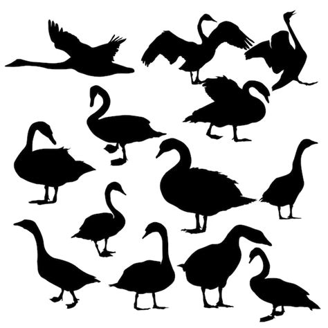 Ilustraci N De Conjunto De Vectores De Silueta De Cisne Vector Premium