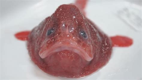 Mengenal Blobfish Ikan Terjelek Di Dunia Yang Punya Hidung Seperti