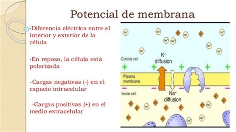 Potencial De Membrana En Accion