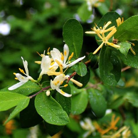 Japanese honeysuckle | Turfgrass and Landscape Weed ID