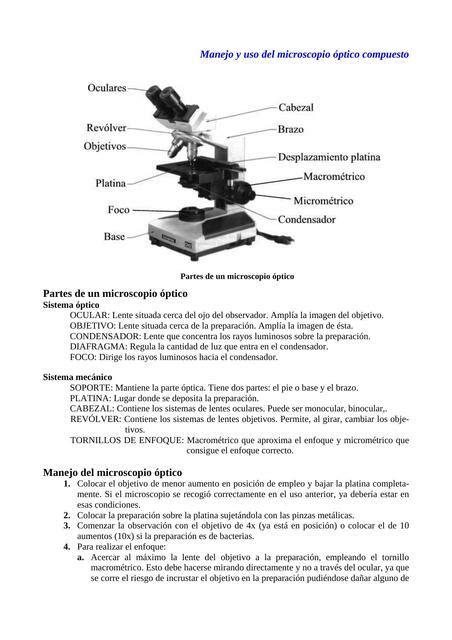 Manejo Y Uso Del Microscopio Ptico Compuesto Anayeli Udocz