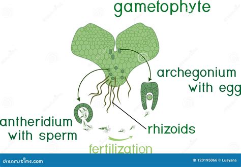 Fern Diagram Labeled