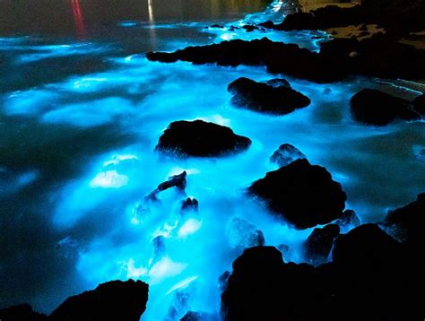 Algas bioluminescentes iluminam o mar na Austrália