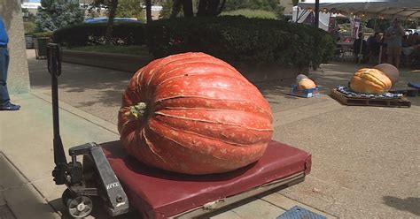 Largest pumpkin contest winner grabs Blue Ribbon 2nd year in a row