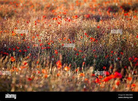 Red Poppy Field Hi Res Stock Photography And Images Alamy