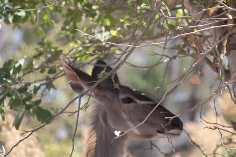 Kudu Antelope Okavango Eating - Free photo on Pixabay - Pixabay