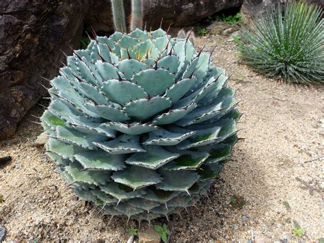 Agave Potatorum Valls Garden