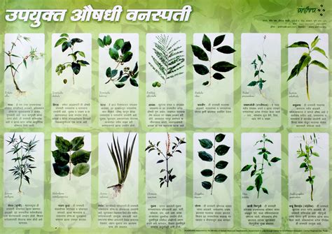 Upyukta Aushadi Va chara Vanaspati (Useful Medicinal and Fodder Plants ...