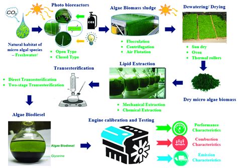 Micro Algal Biodiesel Production Technique And Components In Processing