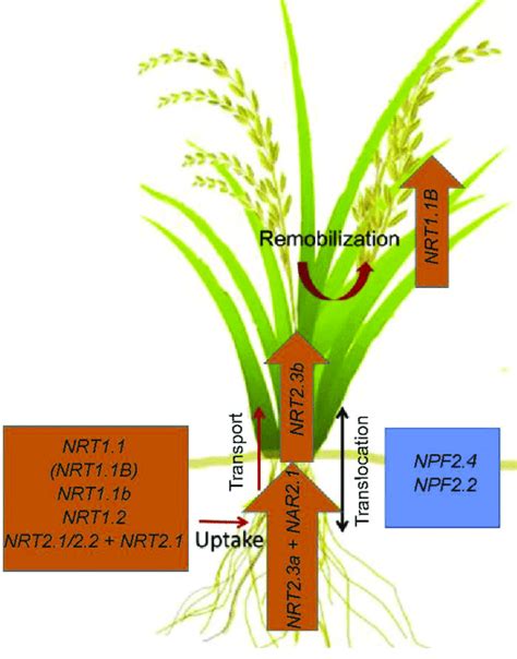 Candidate No 3 Transporters For Improving Nitrogen Use Efficiency