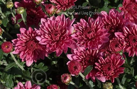 Plantfiles Pictures Chrysanthemum Garden Mum Florists Mum Padre