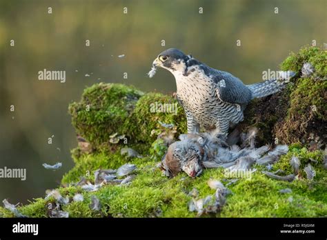 Peregrine falcon with prey hi-res stock photography and images - Alamy