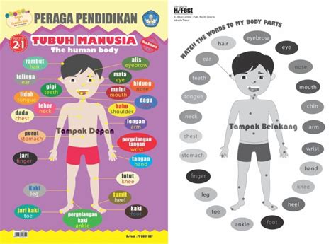 Jual POSTER PERAGA PENDIDIKAN BAGIAN TUBUH MANUSIA Jakarta Timur