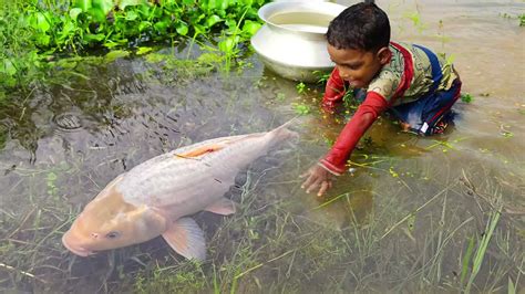 Amazing Hand Fishing Video Traditional Boy Catching Fish By Hand In