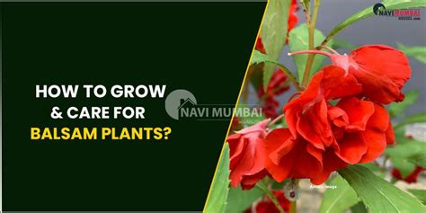 Bhk In Kharghar Balsam Plants How To Grow Care